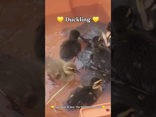 Misfit cuteness! Runner ducklings. They are soo cute but grow so quickly #ducklings