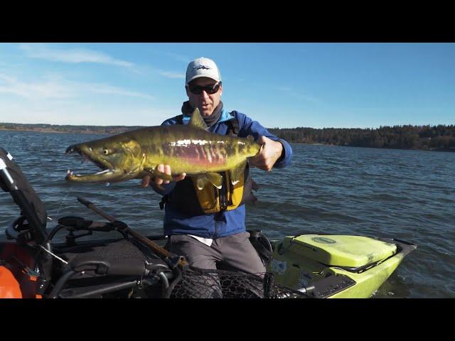 Kayak Fly Fishing For Coho & Chums in Washington State