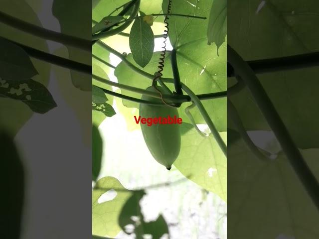 #vegetable