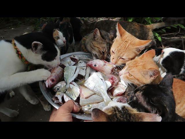 Cats eat fish | kittens eat fish | The Gohan Dog And Cats