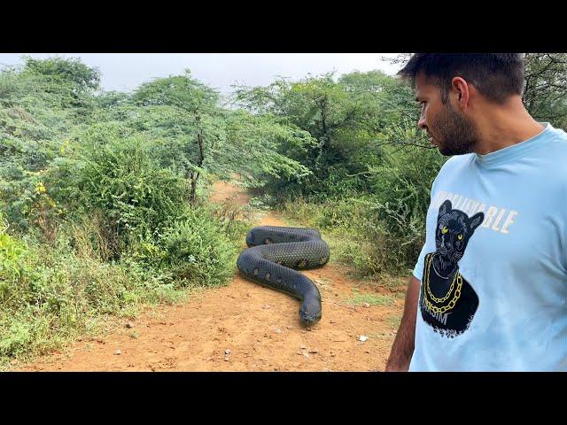 Anaconda Snake Chase - Snake Series - EP 1