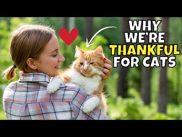 10 Reasons to be Thankful for Cats (Scientifically Backed!)