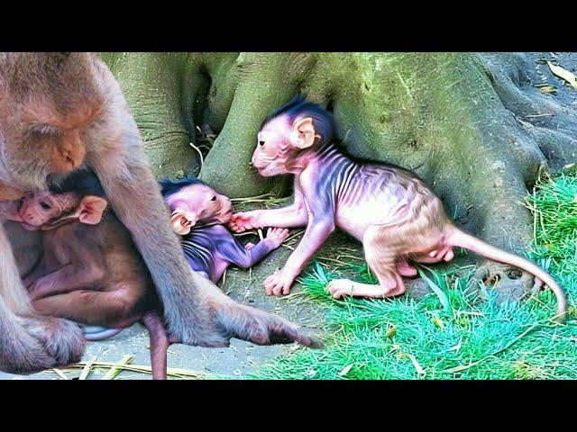 Top Secret feeding baby newborn monkey - HAPPY LIFE | @luckyfun2244