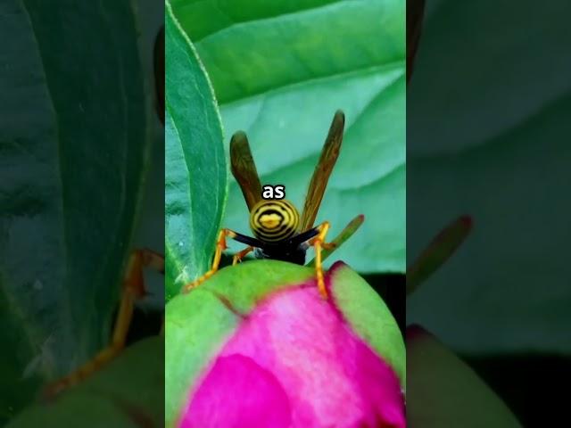 Wasps are Garden's Fierce Protectors!  #facts  #insects #wasps