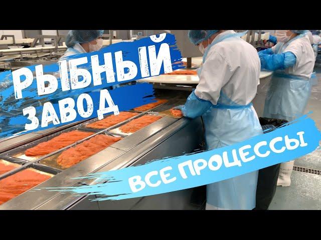 Рыбный завод в Польше. Самое подробное видео! #рыбныйзавод #работавПольше #заводыПольши