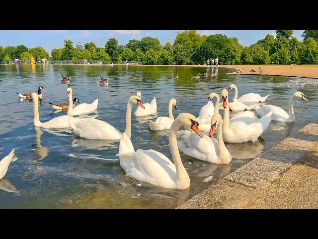 London Royal Parks Summer 2024  Kensington Gardens to Hyde Park Walk · 4K HDR