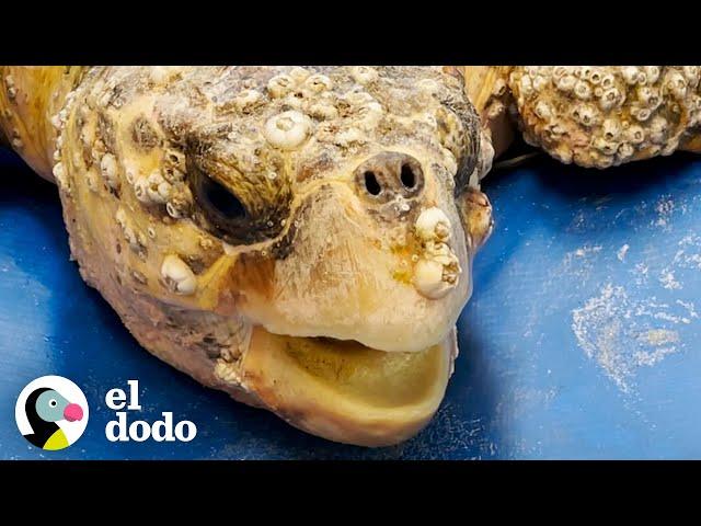 Tortuga marina enorme está tan emocionada de estar de regreso en el océano | El Dodo