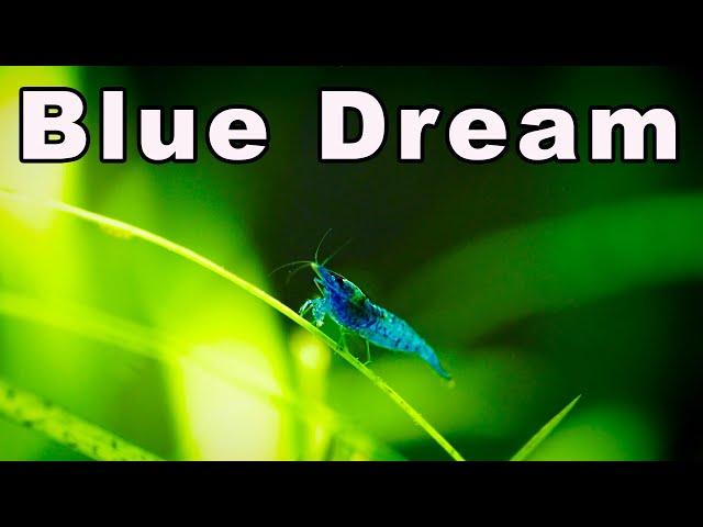 Neocaridina Blue Dream Shrimp Care and Breeding: Is This The BEST Neocaridina Shrimp?