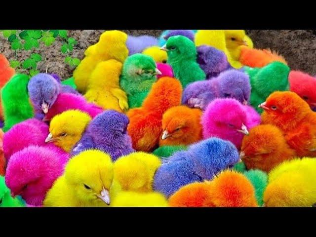 Ayam Lucu, ayam warna warni, ayam rainbow, kelinci lucu, bebek lucu, ikan koi, Hewan Lucu5