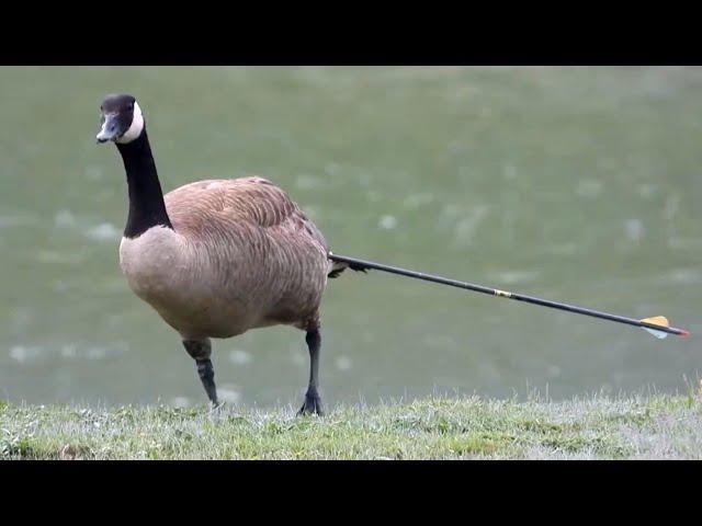 Months-long chase for goose impaled by arrow in Squamish, B.C.