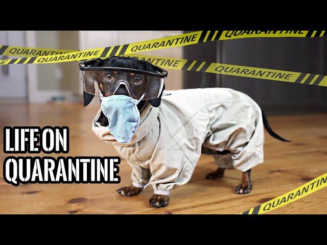 Ep#1: QUARANTINE LIFE - Funny Wiener Dogs Staying Home!