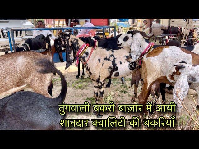 तुंगवाली बकरी बाज़ार में आयी शानदार क्वालिटी की बकरियाँ @farmingbaba tungwali bakra mandi goatmarket