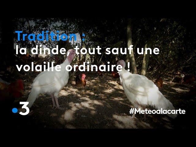 La dinde, tout sauf une volaille ordinaire ! - Météo à la carte