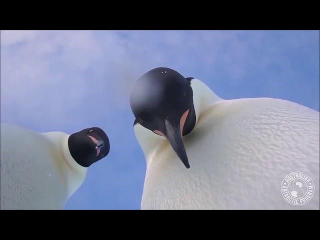 Curious penguins find camera, take video selfie