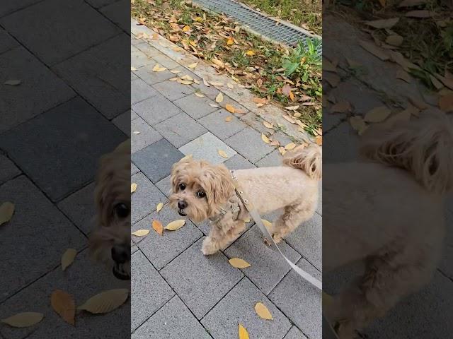 말티푸 심바 아련하게 어디보니~~ㅋㅋ#cutedog #doglover #말티푸