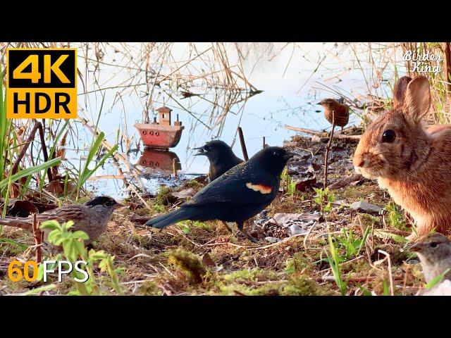 Cat TV for Cats to Watch  Cute Birds by the Lake  8 Hours 4K HDR 60FPS