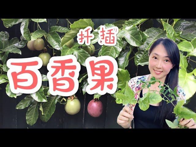 【菜园子18】百香果種植的最佳方法--扡插（扦插），4个技巧让扦插成功率极高！How to propagate passion fruit from cutting