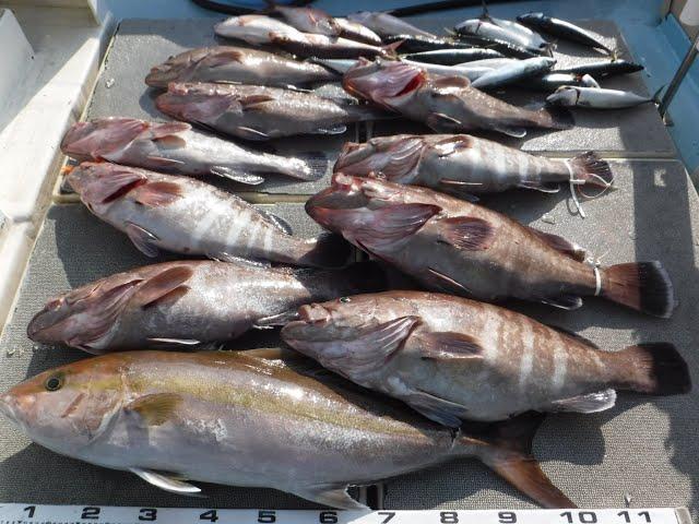 大物泳がせ釣り マハタ祭り 幸丸