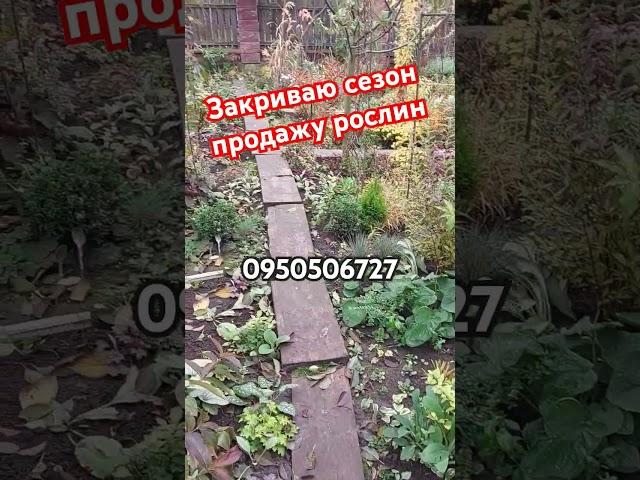 Закриваю сезон продажу багаторічних рослин #shortsvideo #мійсад #продажи