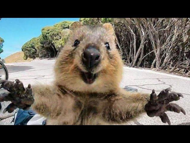 Cute and Funny Moments with  Quokka Compilation : 10 Interesting Facts about Quokka