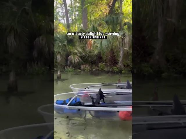 Wildlife sightings while clear kayaking on Rock Springs near Orlando, FL. An otterly amazing time!