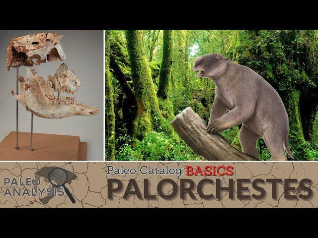 Paleo Catalog Basics: Palorchestes (Marsupial Ground Sloth?)
