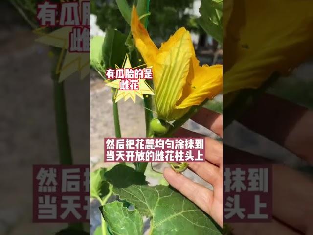 贝贝南瓜如何授粉#农业技术推广 #农业技术 #农业种植 #种植小技巧 #三农种植 #农业种植技术 #种菜小技巧 #种植 #新农人