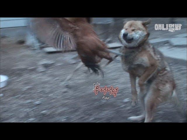 Cray Chicken Beats The Hell Out Of Doggo With A Fly Kick LOL