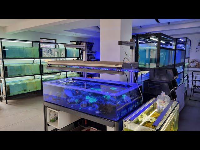 Fish and Coral Store Tour - Premium Aquatics