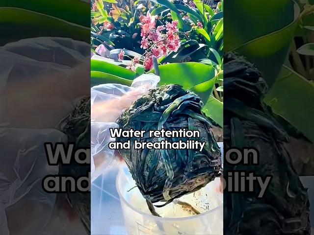 How to mix sphagnum moss with tree bark to grow Phalaenopsis? #Sphagnum #orchid #horticulture