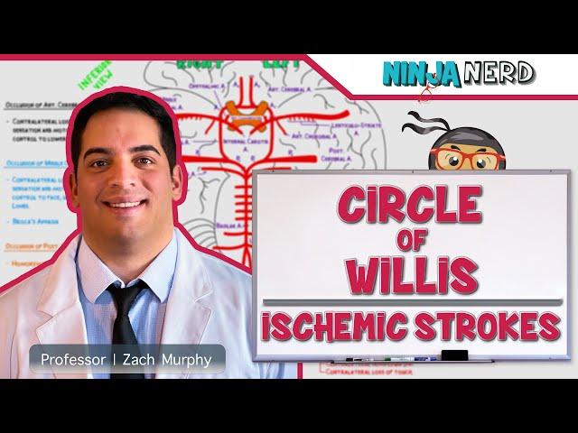 Circulatory System | Circle of Willis: Ischemic Strokes