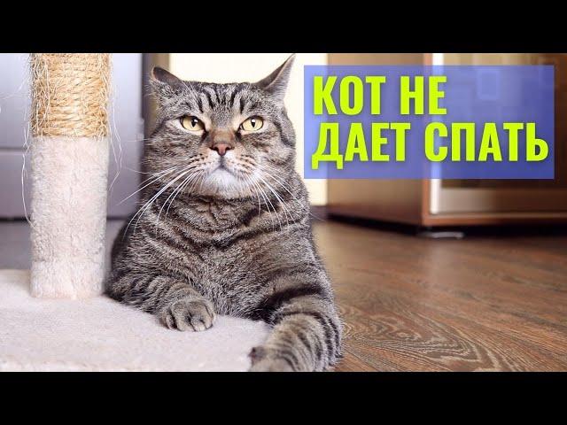 Чем меня раздражает (бесит) мой кот Сэмыч | Кот будит по утрам в выходной день