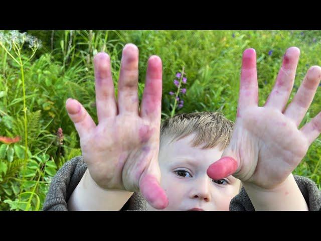 From Camper Renovation to Berry Harvest: Blueberry Picking in the Heart of Alaska!