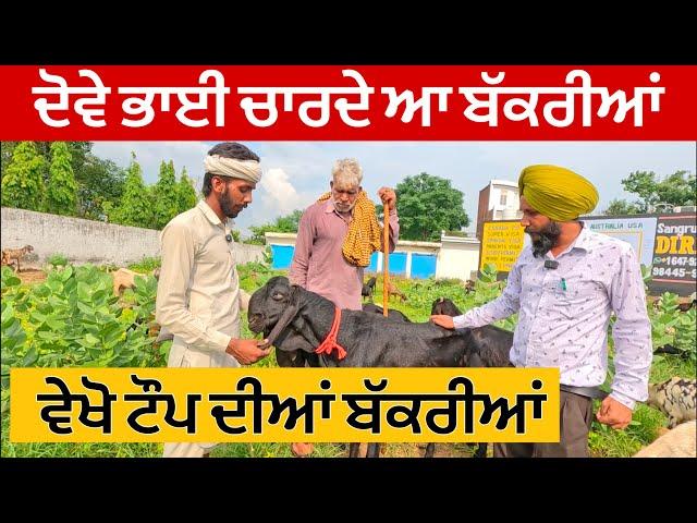 ਦੋਵੇ ਭਾਈ ਚਾਰਦੇ ਆ ਬੱਕਰੀਆਂ । Goat farming #Goat #Farming #goats