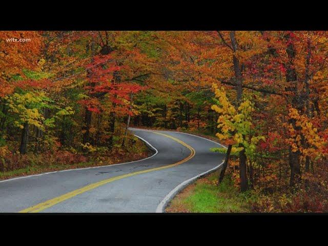 The science behind colorful autumn leaves