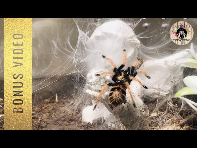 INCREDIBLE webbing by GREEN BOTTLE BLUE tarantula **BONUS VIDEO**