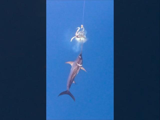 Swordfish Attacks Giant Squid 