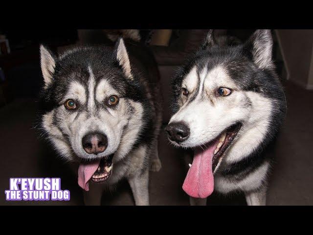 Husky Shocked Best Friend Surprises Him For Christmas!