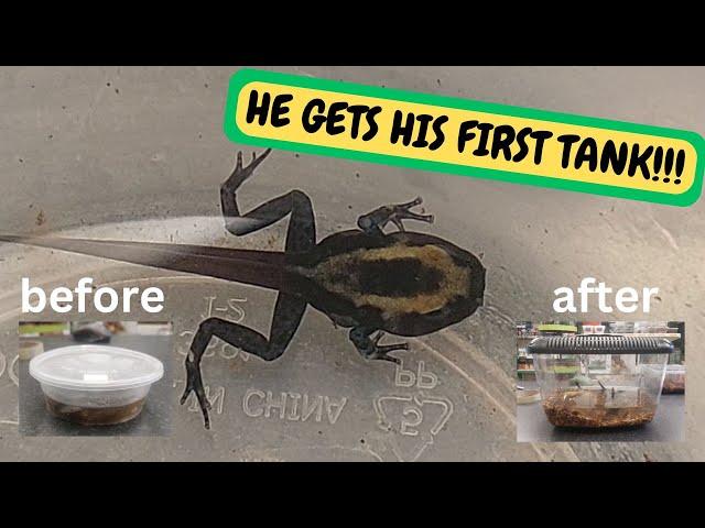 Baby Dart Frog Tank build His First Tank (Snake Island Exotics) #frog #rescue #terrarium #petanimals