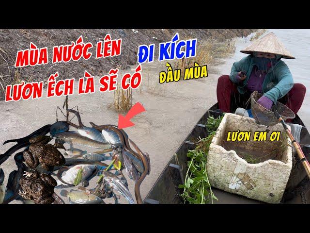 Kích cá miền Tây // Cuộc sống mưu sinh-đi con nước lên đầu mùa lươn ếch là sẽ có XC84tv