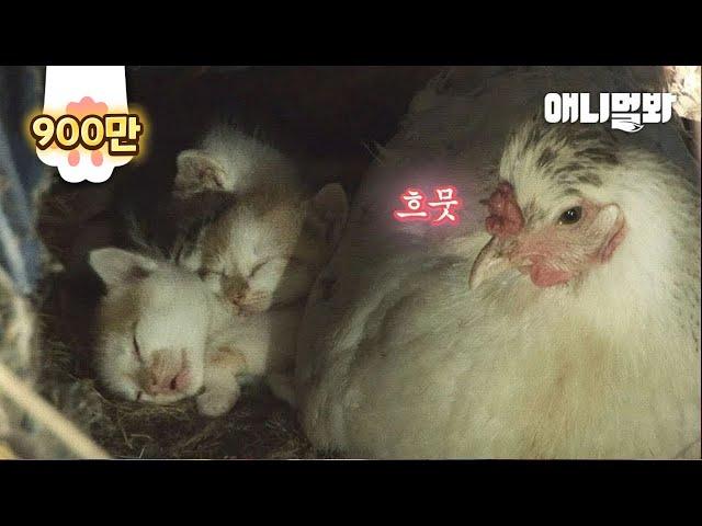 Hen Looks After Kittens Of A Cat Whom She Raised