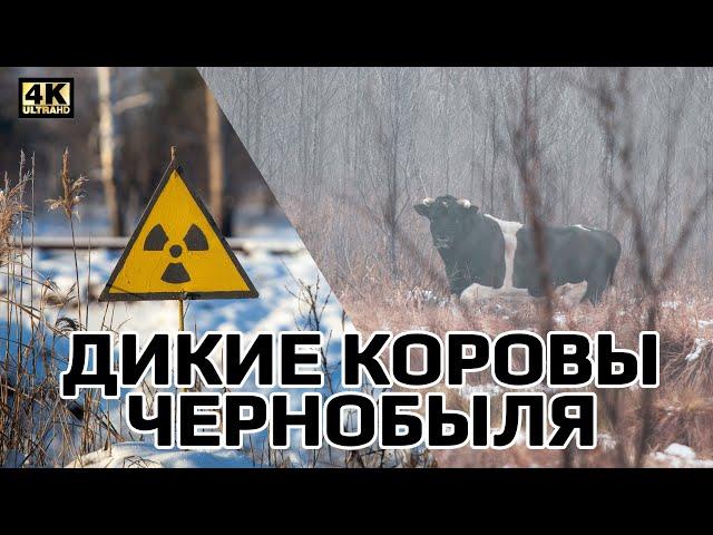 Wild Chernobyl cows. Filmed on a drone!