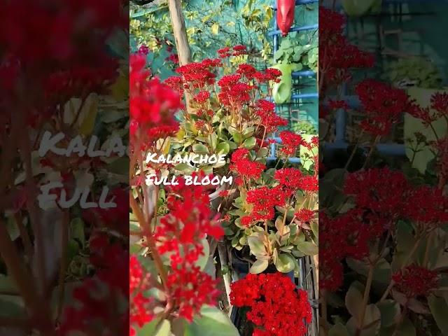 kalanchoe #succulentblooms #gardeningwithkh2020 #short