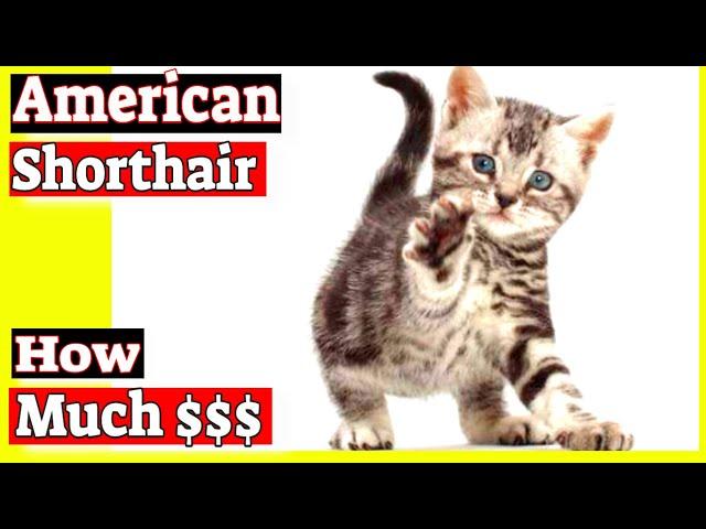 How much does an American shorthair cat cost?