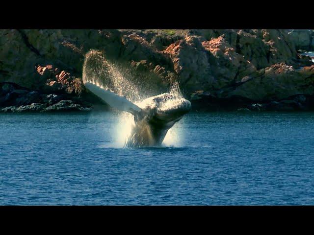 O Canada, Whale Songs in Newfoundland and Labrador