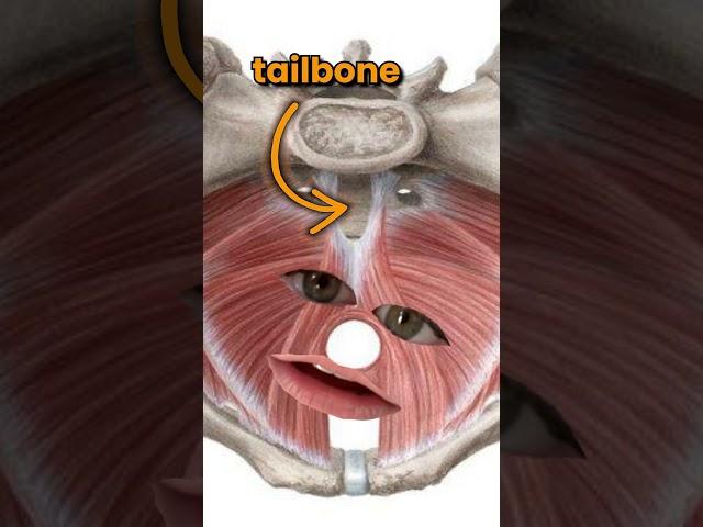 Is This Causing Your Tailbone Pain? 