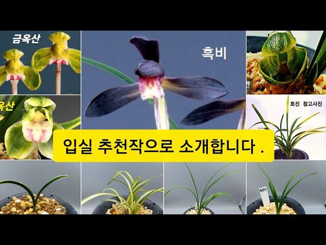 10월27일. 동련ㆍ옥산ㆍ신라ㆍ중투 ㆍ호진ㆍ일송정ㆍ산반녹호ㆍ운무령ㆍ흑비ㆍ금계ㆍ금옥산 소개합니다.