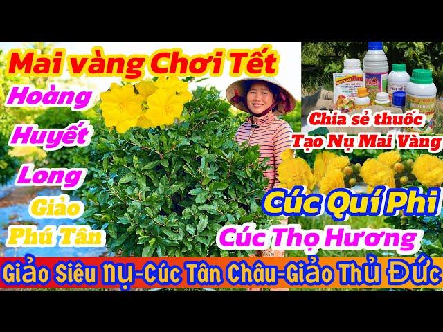 23/11️ 0398958869️Mai vàng giá rẻgiảo siêu nụ-cúc thọ hương-cúc không nhị-cúc quý phi-Phú Tân