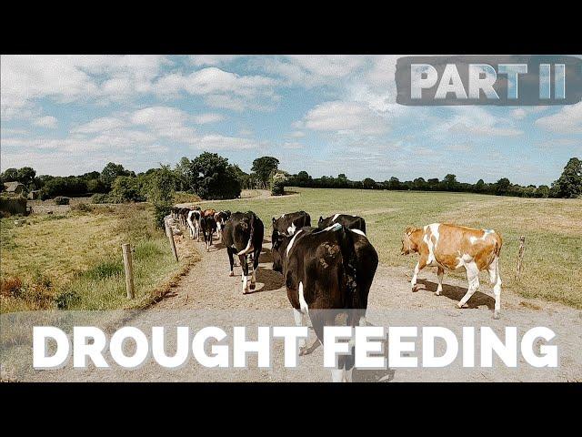 Moving Dairy Heifers off the Milking Platform