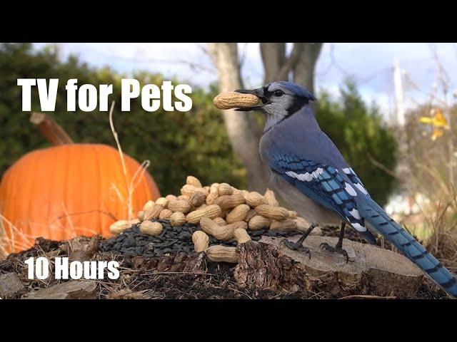 Saturday Morning Cartoons for Pets - Blue Jays and Squirrels Edition - Cat TV  - Nov 16, 2024